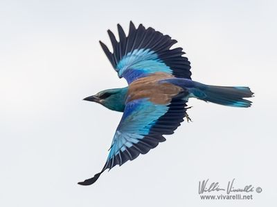 Ghiandaia marina (Coracias garrulus)