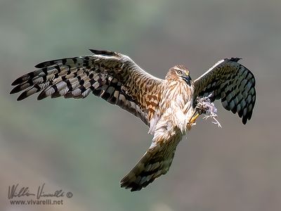 Albanella minore (Circus pygargus)