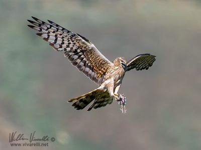 Albanella minore (Circus pygargus)