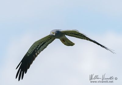 Albanella minore (Circus pygargus)