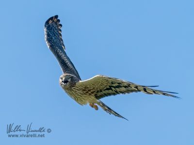 Albanella minore (Circus pygargus)