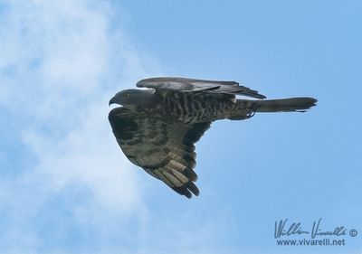 Pecchiaiolo (Pernis apivorus)