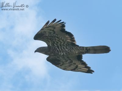 Pecchiaiolo (Pernis apivorus)