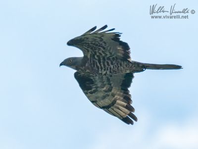 Pecchiaiolo (Pernis apivorus)