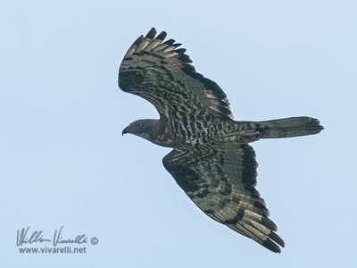 Pecchiaiolo (Pernis apivorus)