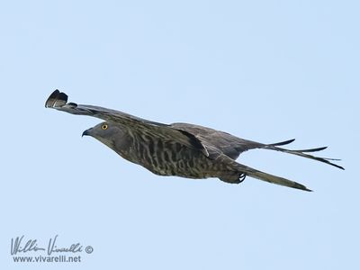 Pecchiaiolo (Pernis apivorus)