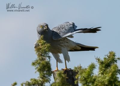 Albanella minore (Circus pygargus)