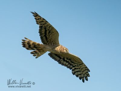 Albanella minore (Circus pygargus)