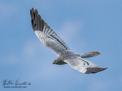 Albanella minore (Circus pygargus)
