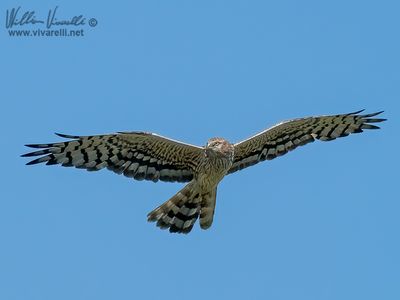 Albanella minore (Circus pygargus)