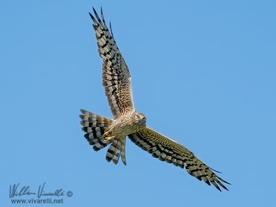 Albanella minore (Circus pygargus)