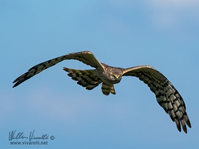 Albanella minore (Circus pygargus)
