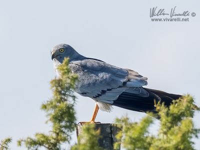 Albanella minore (Circus pygargus)
