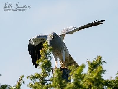 Albanella minore (Circus pygargus)