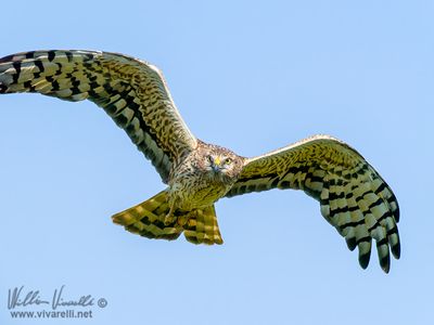 Albanella minore (Circus pygargus)