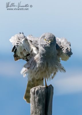 Albanella minore (Circus pygargus)