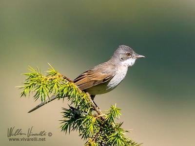 Sterpazzola (Sylvia communis)