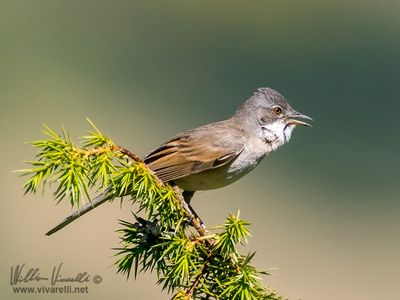 Sterpazzola (Sylvia communis)