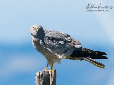 Albanella minore (Circus pygargus)