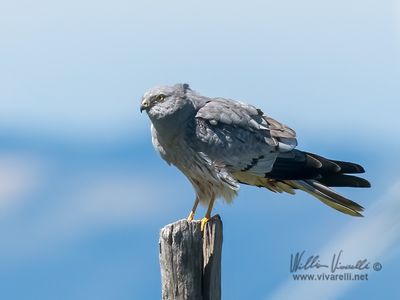 Albanella minore (Circus pygargus)