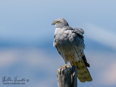 Albanella minore (Circus pygargus)