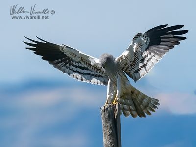 Albanella minore (Circus pygargus)