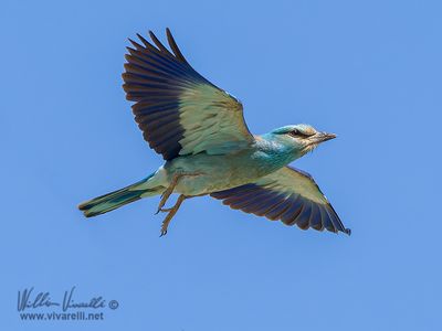 Ghiandaia marina (Coracias garrulus)
