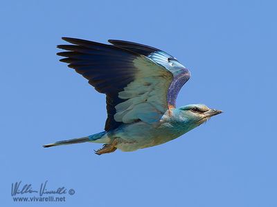 Ghiandaia marina (Coracias garrulus)