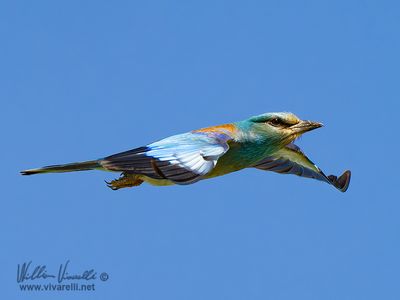 Ghiandaia marina (Coracias garrulus)