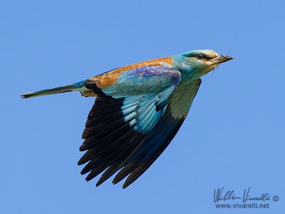 Ghiandaia marina (Coracias garrulus)