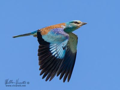 Ghiandaia marina (Coracias garrulus)