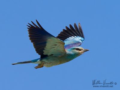 Ghiandaia marina (Coracias garrulus)