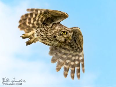 Civetta (Athene noctua)