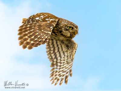 Civetta (Athene noctua)
