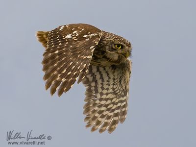 Civetta (Athene noctua)