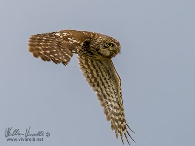 Civetta (Athene noctua)