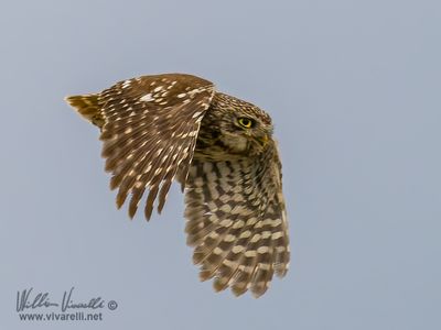 Civetta (Athene noctua)