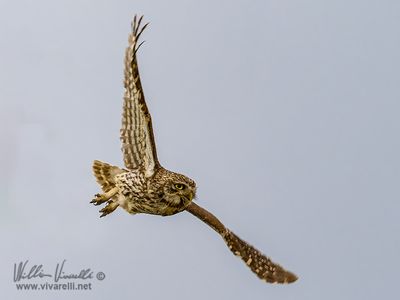 Civetta (Athene noctua)