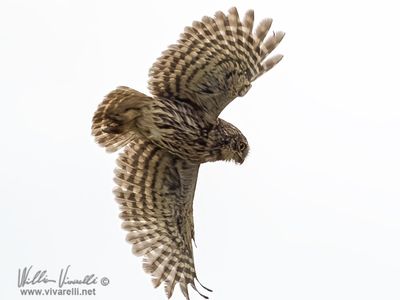 Civetta (Athene noctua)