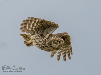 Civetta (Athene noctua)
