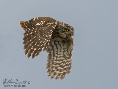 Civetta (Athene noctua)