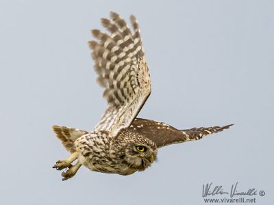 Civetta (Athene noctua)