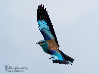 Ghiandaia marina (Coracias garrulus)