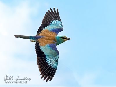 Ghiandaia marina (Coracias garrulus)