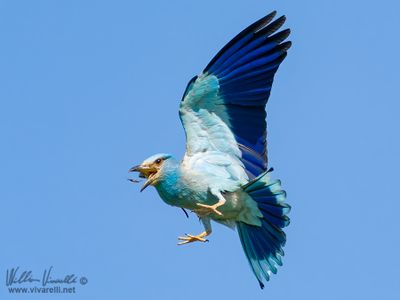 Ghiandaia marina (Coracias garrulus)
