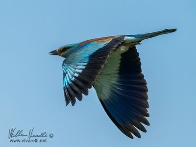Ghiandaia marina (Coracias garrulus)