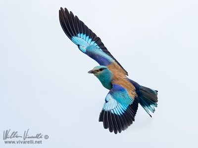 Ghiandaia marina (Coracias garrulus)