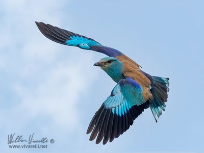 Ghiandaia marina (Coracias garrulus)