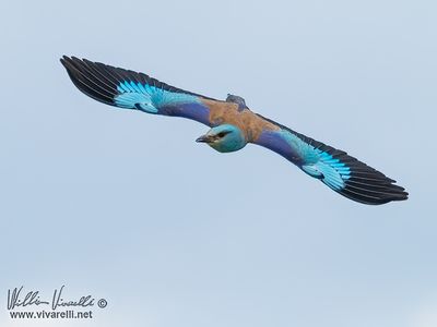 Ghiandaia marina (Coracias garrulus)