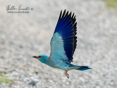 Ghiandaia marina (Coracias garrulus)